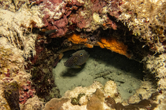 Calloplesiops altivelis