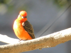 Pyrocephalus rubinus
