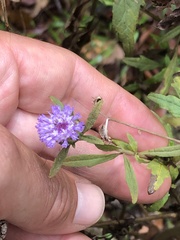 Centratherum riparium