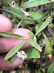 Centratherum riparium