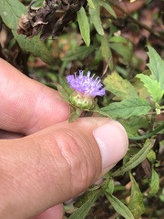 Centratherum riparium