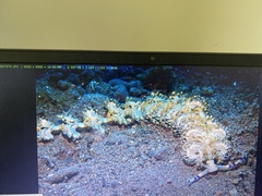 Pteraeolidia semperi