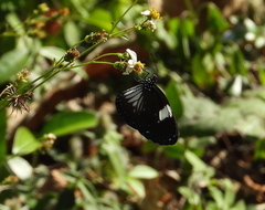 Euploea radamanthus
