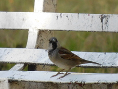 Passer domesticus