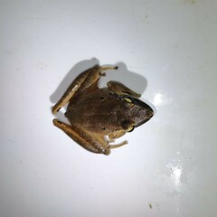 Craugastor metriosistus