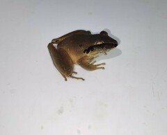 Craugastor metriosistus