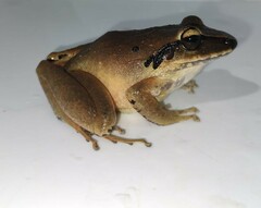 Craugastor metriosistus