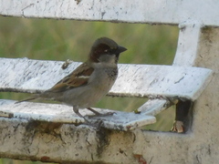 Passer domesticus