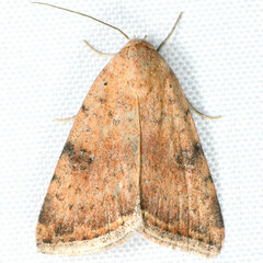 Micrathetis triplex