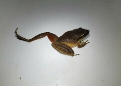 Craugastor metriosistus