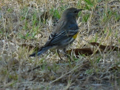 Setophaga coronata auduboni