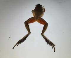 Craugastor metriosistus