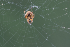 Eriophora ravilla