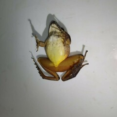 Craugastor metriosistus