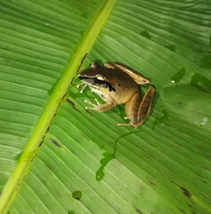 Craugastor metriosistus