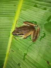 Craugastor metriosistus