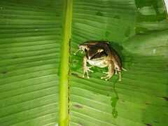 Craugastor metriosistus