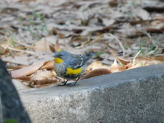 Setophaga coronata auduboni
