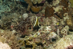 Heniochus varius