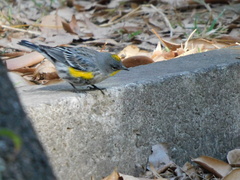 Setophaga coronata auduboni
