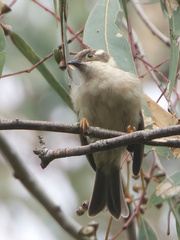 Melithreptus brevirostris
