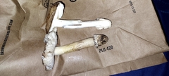 Amanita calyptratoides