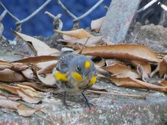 Setophaga coronata auduboni