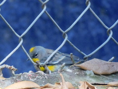 Setophaga coronata auduboni