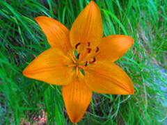 Lilium bulbiferum