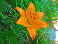 Lilium bulbiferum