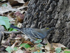 Setophaga coronata auduboni