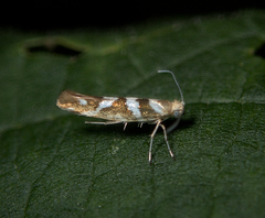 Argyresthia goedartella