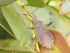 Gelonus