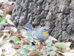 Setophaga coronata auduboni