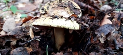 Cortinarius ponderosus