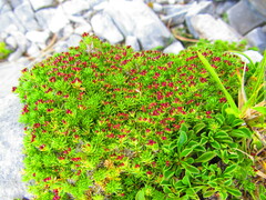 Galium palaeoitalicum