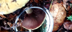 Cortinarius ponderosus