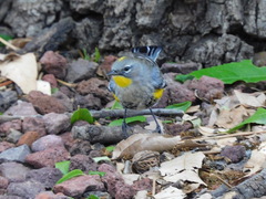 Setophaga coronata auduboni