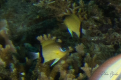Pycnochromis retrofasciatus