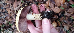 Cortinarius ponderosus