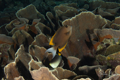 Ctenochaetus tominiensis