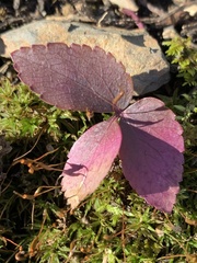 Anemonoides lancifolia