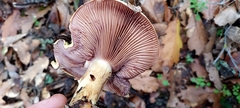 Cortinarius ponderosus