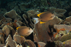 Ctenochaetus tominiensis