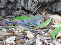 Setophaga coronata auduboni