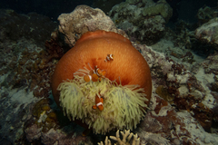 Amphiprion ocellaris