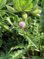 Cirsium brevicaule