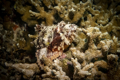 Scorpaenidae