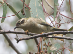 Melithreptus brevirostris