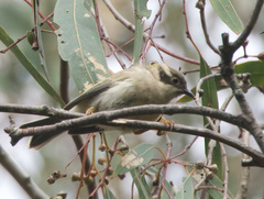 Melithreptus brevirostris